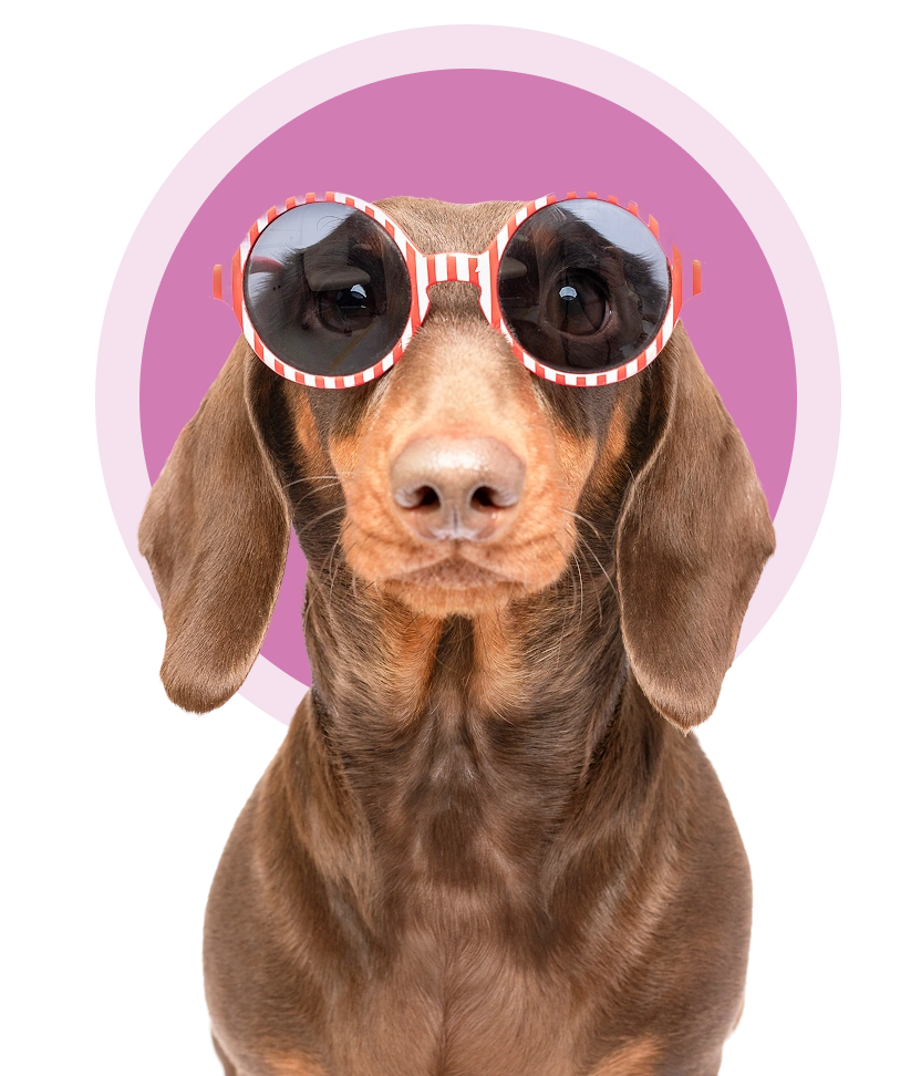 Dachshund wearing striped sunglasses