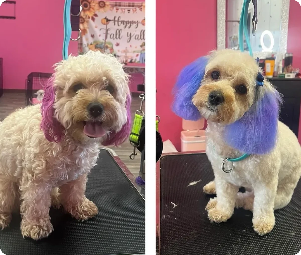 Poodles at a grooming salon