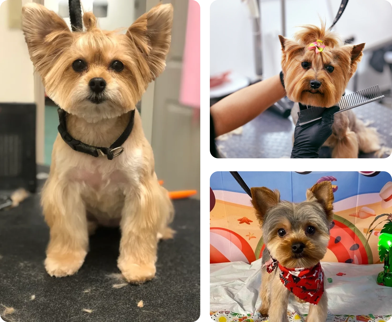 Adorable Yorkies with fresh haircuts