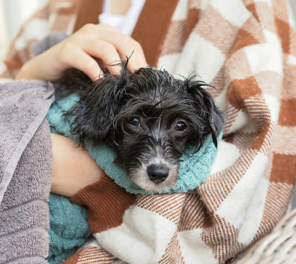 Wet puppy wrapped in towels