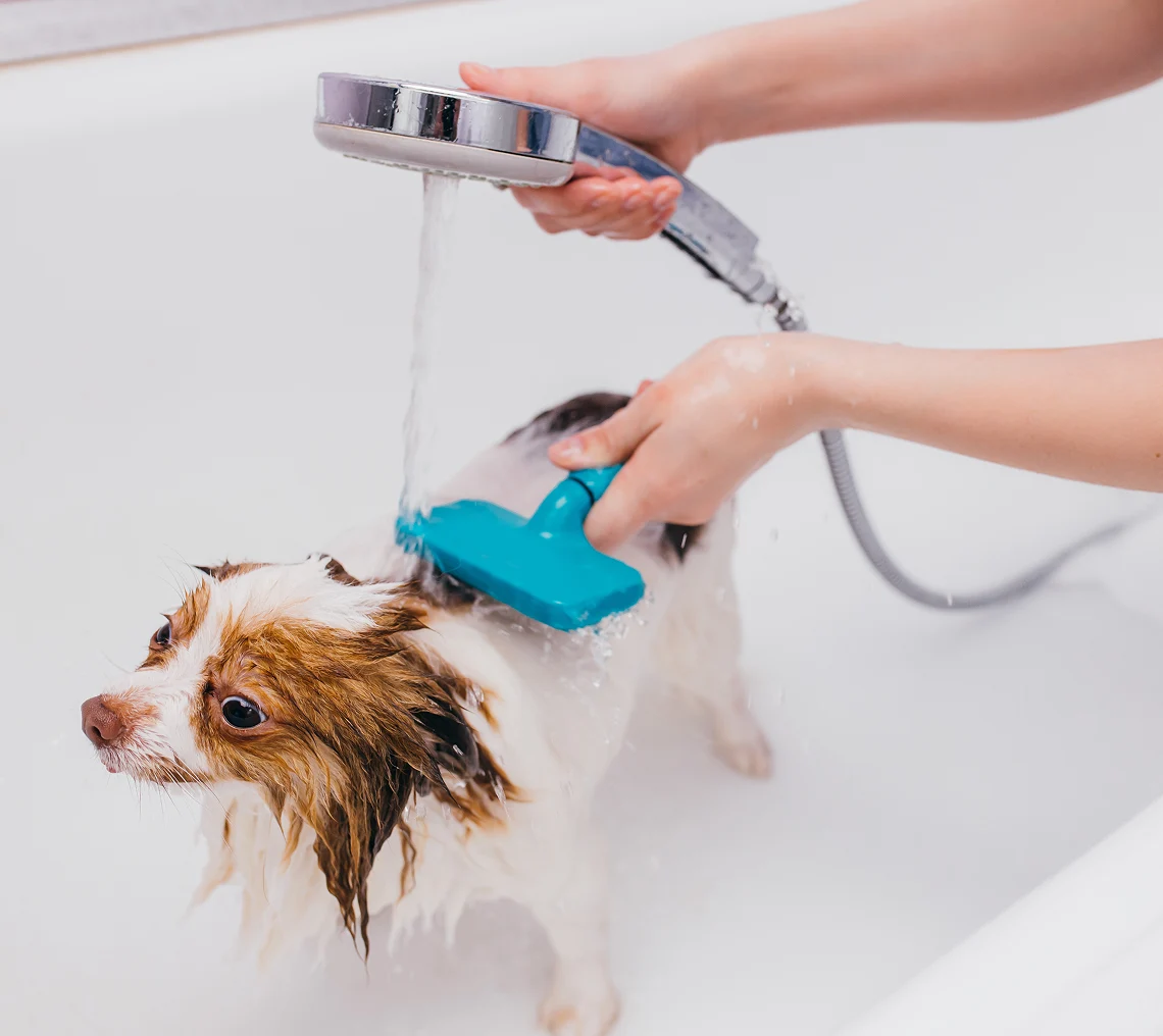 Dog being bathed in a bathtub