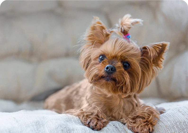 Cute Yorkie resting on a cushion