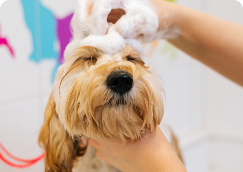 Pet getting a bubble bath