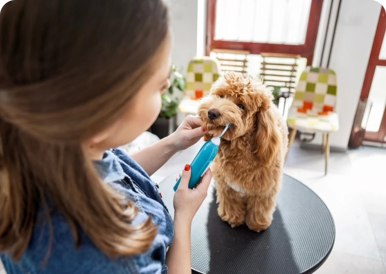 Woman brushing fluffy dog's teeth